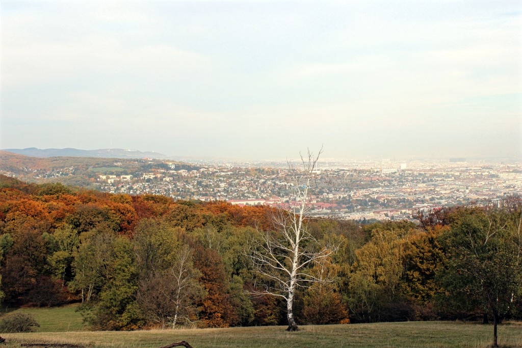 Wiener Blick_Lainzer Tiergarten_3